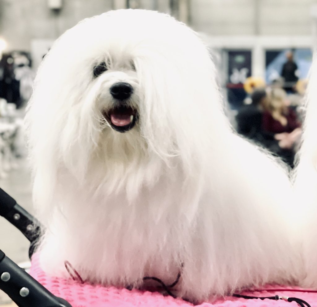 Best families pets
