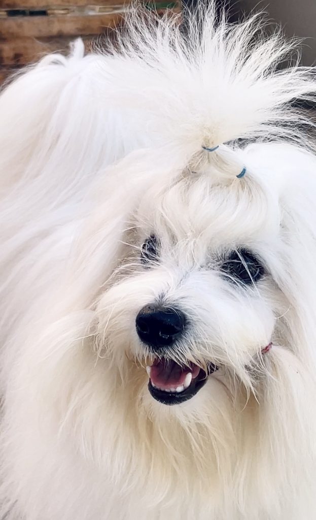 Coton breeder in Sing, Ctonbreeder in Korea, Coton breeder Asia, Coton breeder Italy