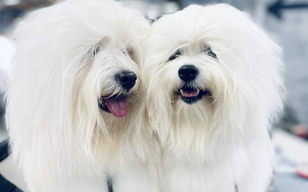 Coton Champion Asia Europe Italy