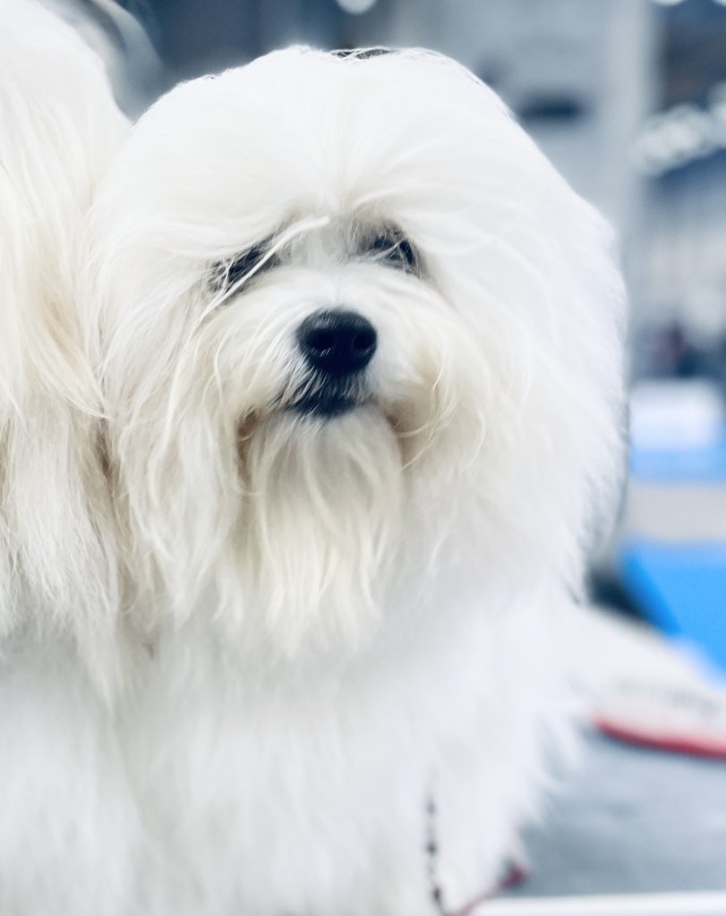 Coton Champion Singapore Coton Italy Top Breeder