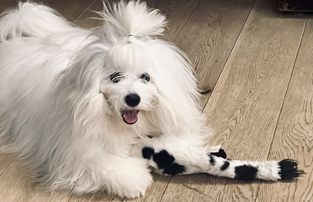 Coton Singapore