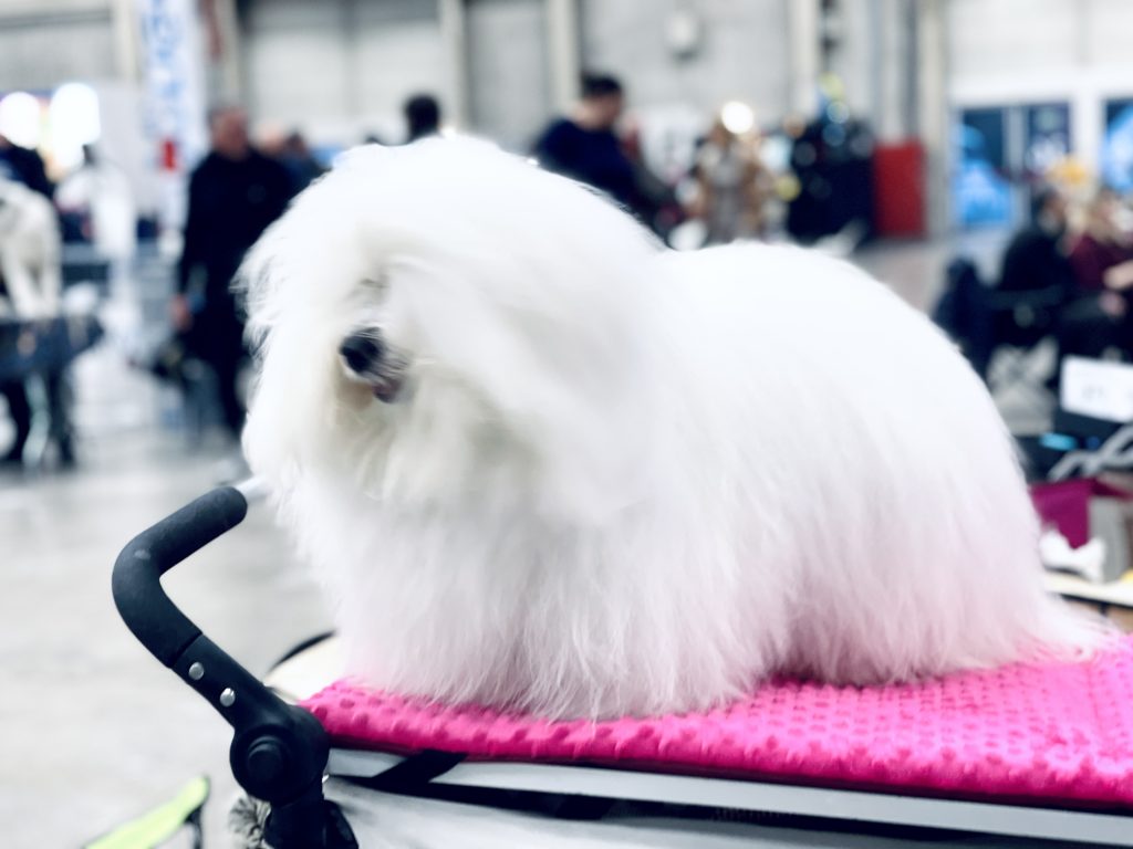 BEST PET FOR KIDS. WORLDWIDE DELIVERY